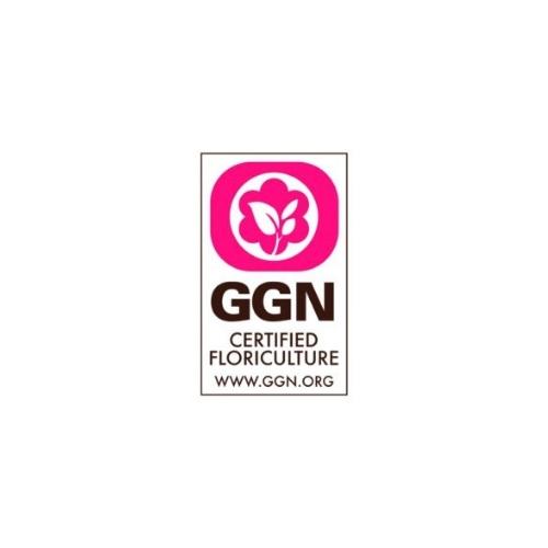 GGN logo