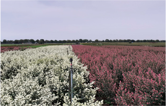 hof-veld
